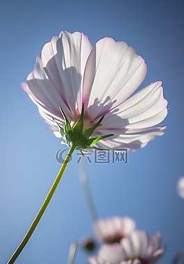 宇宙,秋季,鮮花