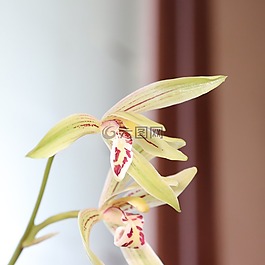 蘭花,花,白