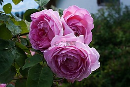 玫瑰,薔薇科,粉紅色的玫瑰