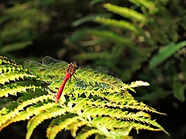 蜻蜓,紅蜻蜓,秋季