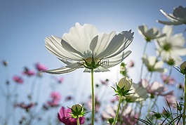宇宙,秋季,鮮花