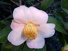 花,粉紅色,植物區(qū)系