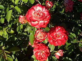 羅莎,愛情,花