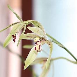 蘭花,花,白