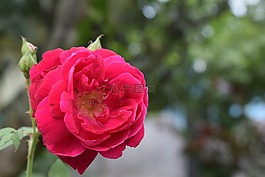 花,自然,植物區(qū)系