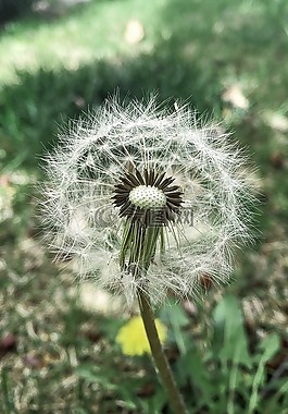 獅子的牙齒,春,野生動植物群
