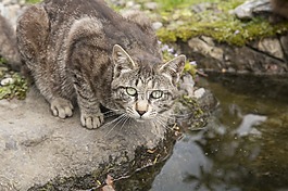 貓,動物,性質(zhì)