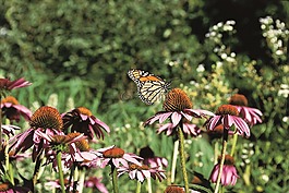 帝王蝶,coneflower,紫色的大草原