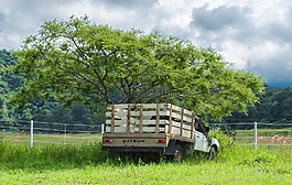 卡車,樹,景觀