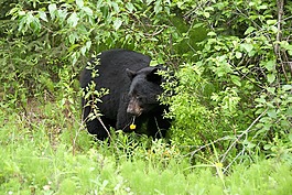 馬熊,加拿大,國家公園