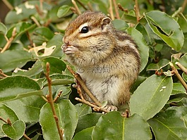 動物,松鼠,巡邏