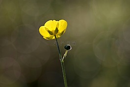 毛茛,黃色,花