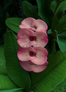 大戟屬,花,野生