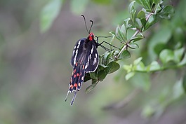 蝴蝶,自然,花園