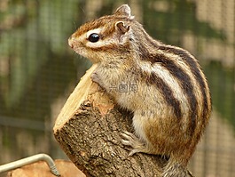 動物,松鼠,巡邏