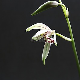 蘭花,花,白