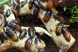 蟑螂,bug,昆蟲