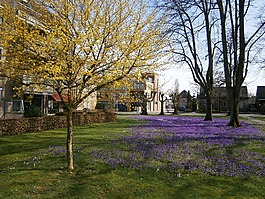 奈弗达尔（nijverdal）,春天,磨机
