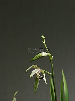 蘭花,花,白