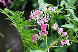 黑,白,蝴蝶
