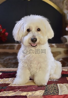 狗,白,寵物
