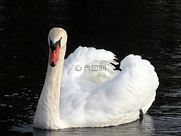 天鵝,水,白