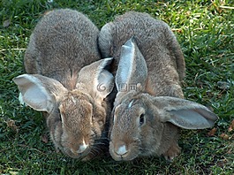 兔子,動物,村