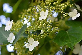 植物,花園,履帶板