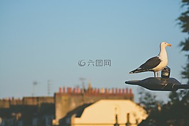 鴿子,鳥(niǎo),動(dòng)物