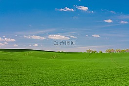 綠色,草,草原