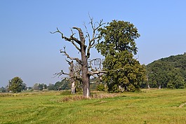樹,性質(zhì),景觀
