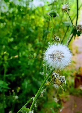 鮮花,夏天,綠色