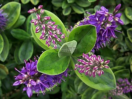 花,葉子,綠色