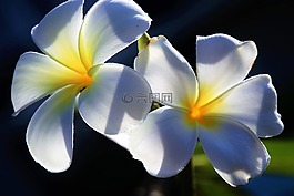 花,雞蛋花,性質