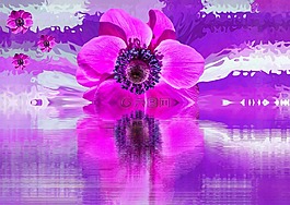 開花,花,罌粟花