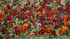 紅色的花朵,鮮花,大自然