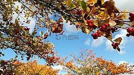 秋,葉子,葉