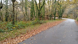 葉,樹,路
