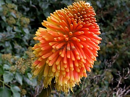 redhotpoker,花,紅色