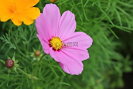 自然,夏天,植物區(qū)系
