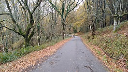 路,曲线,叶