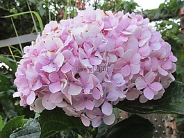 花卉,花園,繡球