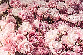 粉红色,鲜花,束