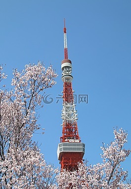 藍(lán)天,櫻花,塔