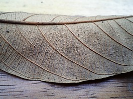 葉子,植物,自然