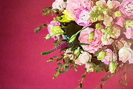 粉紅色,鮮花,花瓣