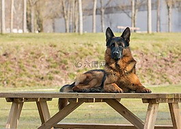 狗,户外,犬