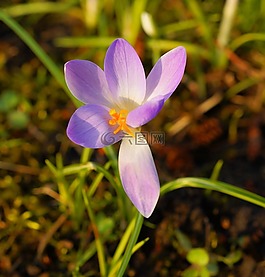花,開花,藏紅花