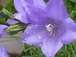 桔梗,露珠,藍色的花