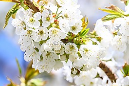 花,性質(zhì),廠